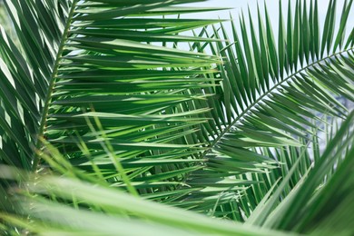 Photo of Beautiful green tropical leaves against blue sky, closeup