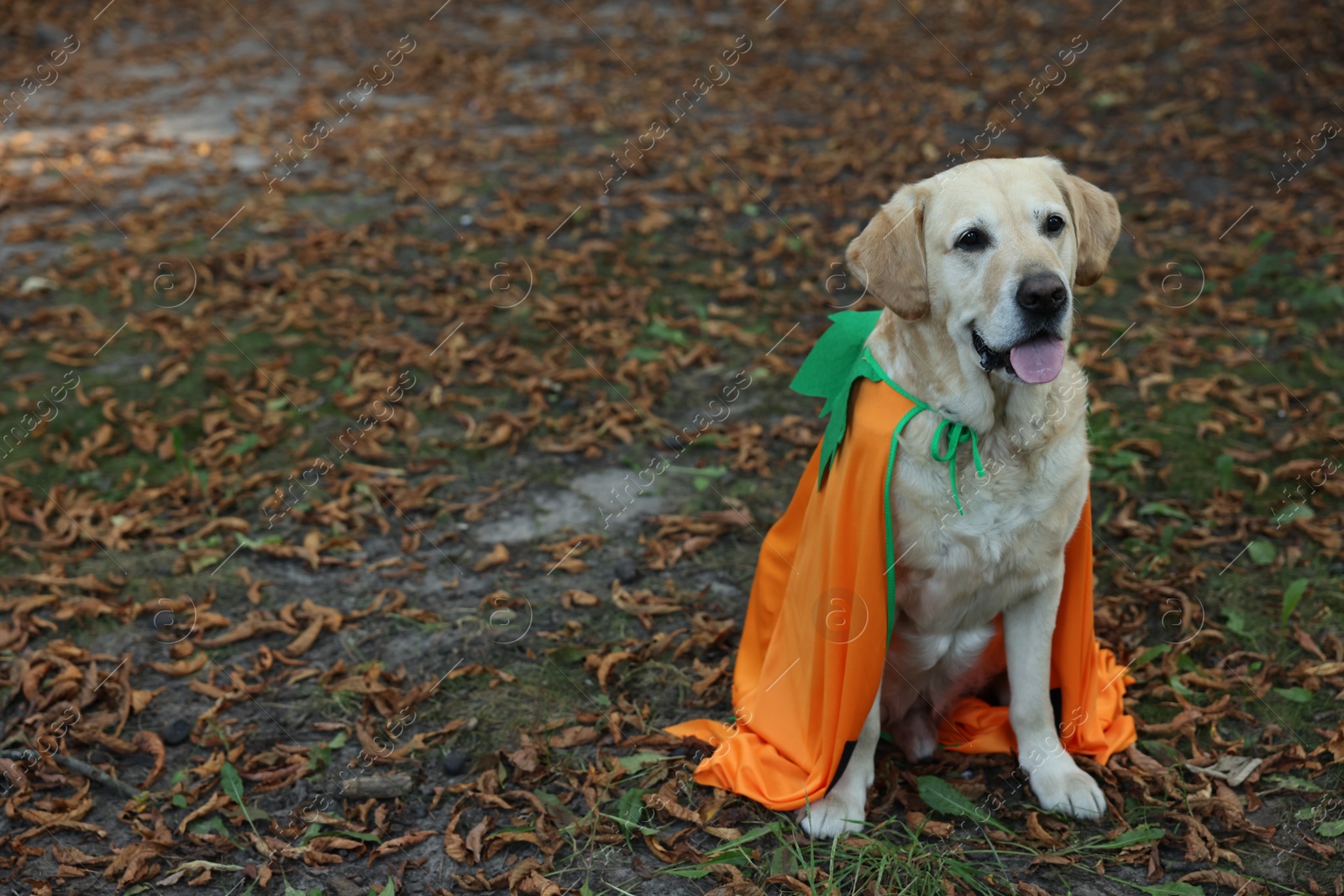 Photo of Cute Labrador Retriever dog wearing Halloween costume in autumn park. Space for text