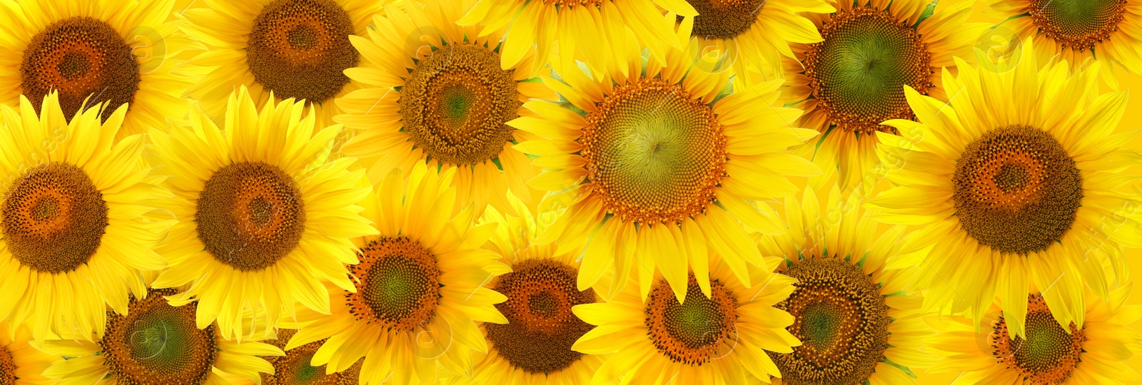 Image of Many bright sunflowers as background. Banner design 