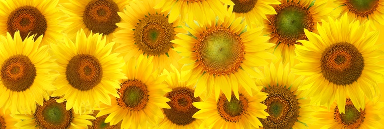 Image of Many bright sunflowers as background. Banner design 