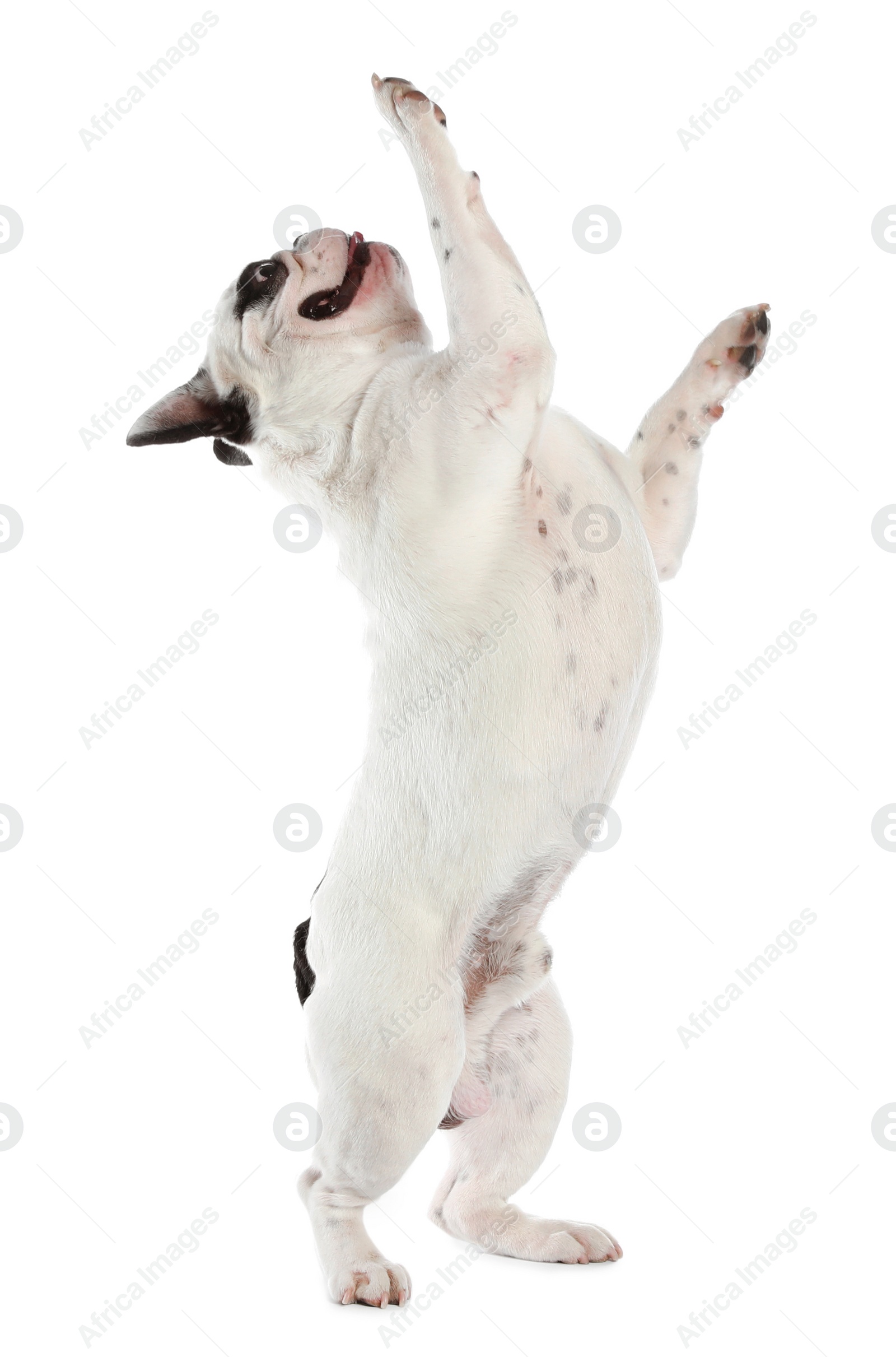 Photo of French bulldog on white background. Adorable pet