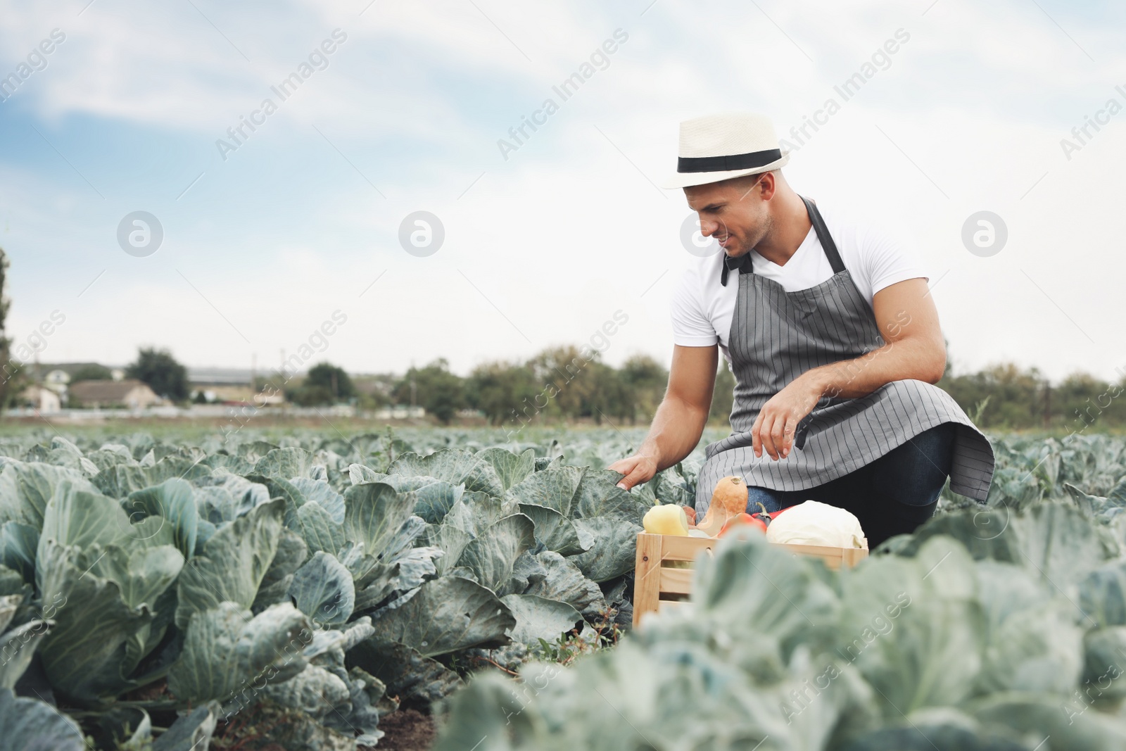 Photo of Farmer working in cabbage field. Harvesting time