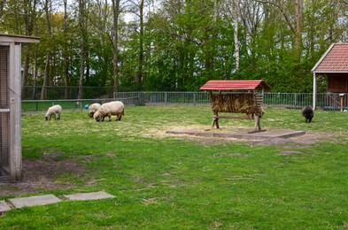 Cute sheep grazing on green lawn at farm