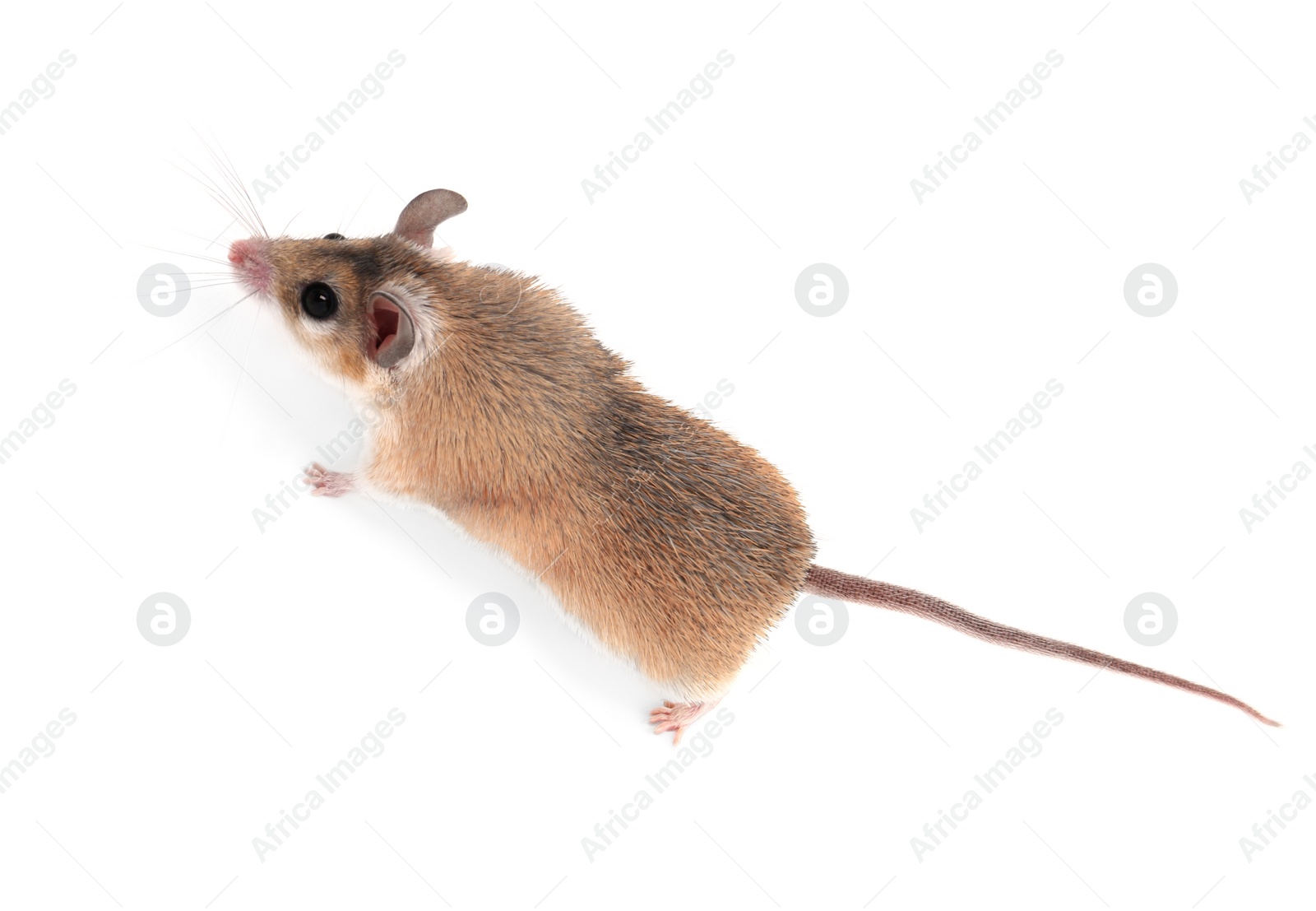 Photo of Small cute spiny mouse on white background