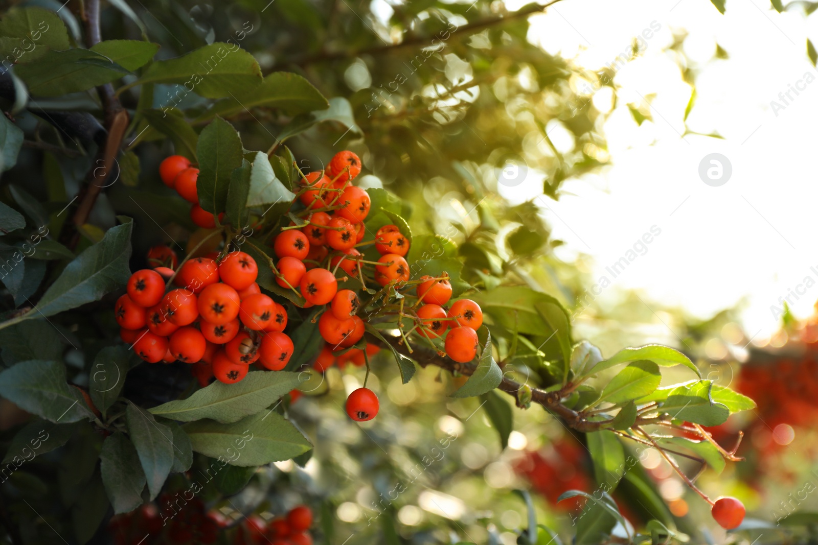 Photo of Bright orange ashberries on tree branch outdoors