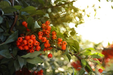 Bright orange ashberries on tree branch outdoors