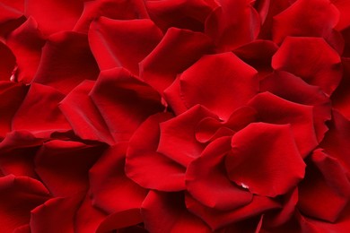 Beautiful red rose petals as background, top view