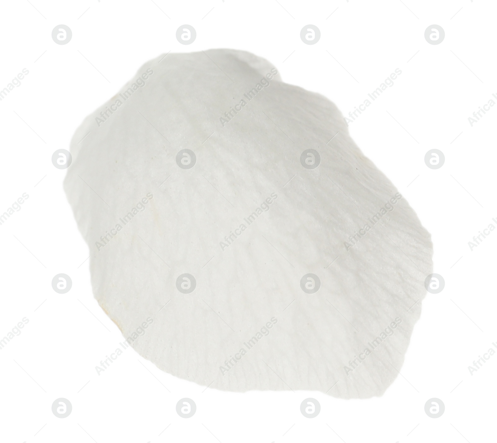 Photo of Beautiful flower petal of blossoming pear tree on white background