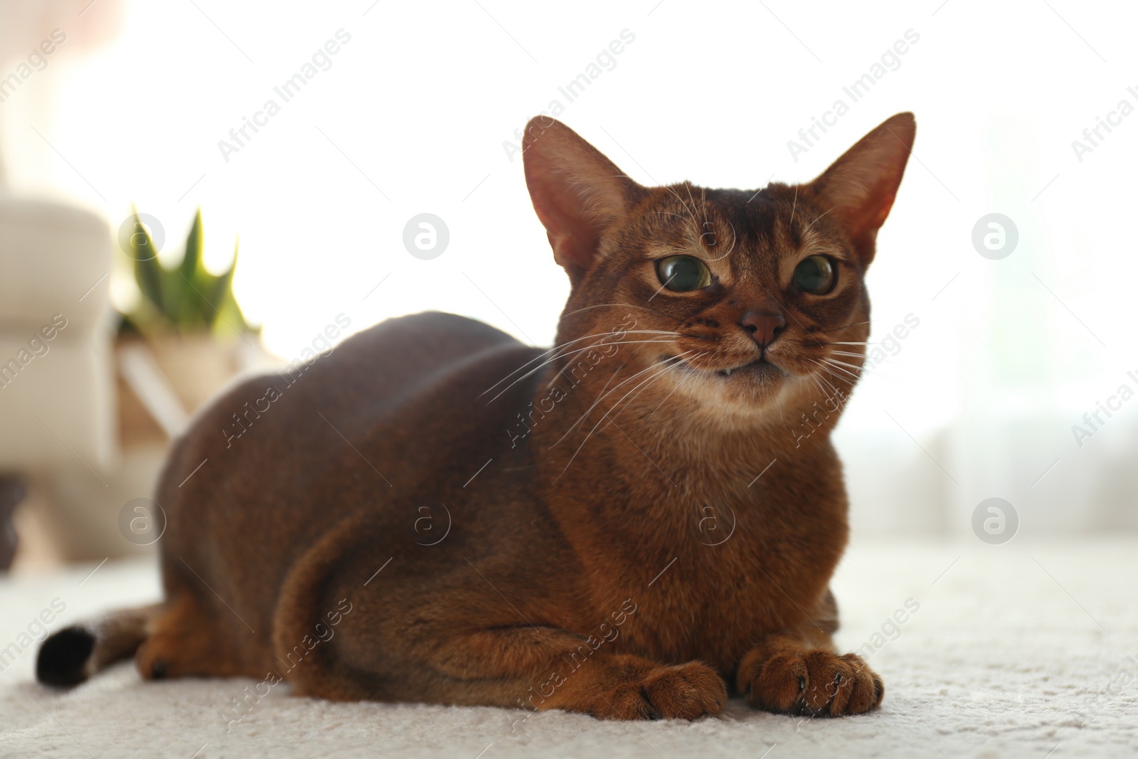 Photo of Beautiful Abyssinian cat on floor at home. Lovely pet