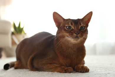 Beautiful Abyssinian cat on floor at home. Lovely pet