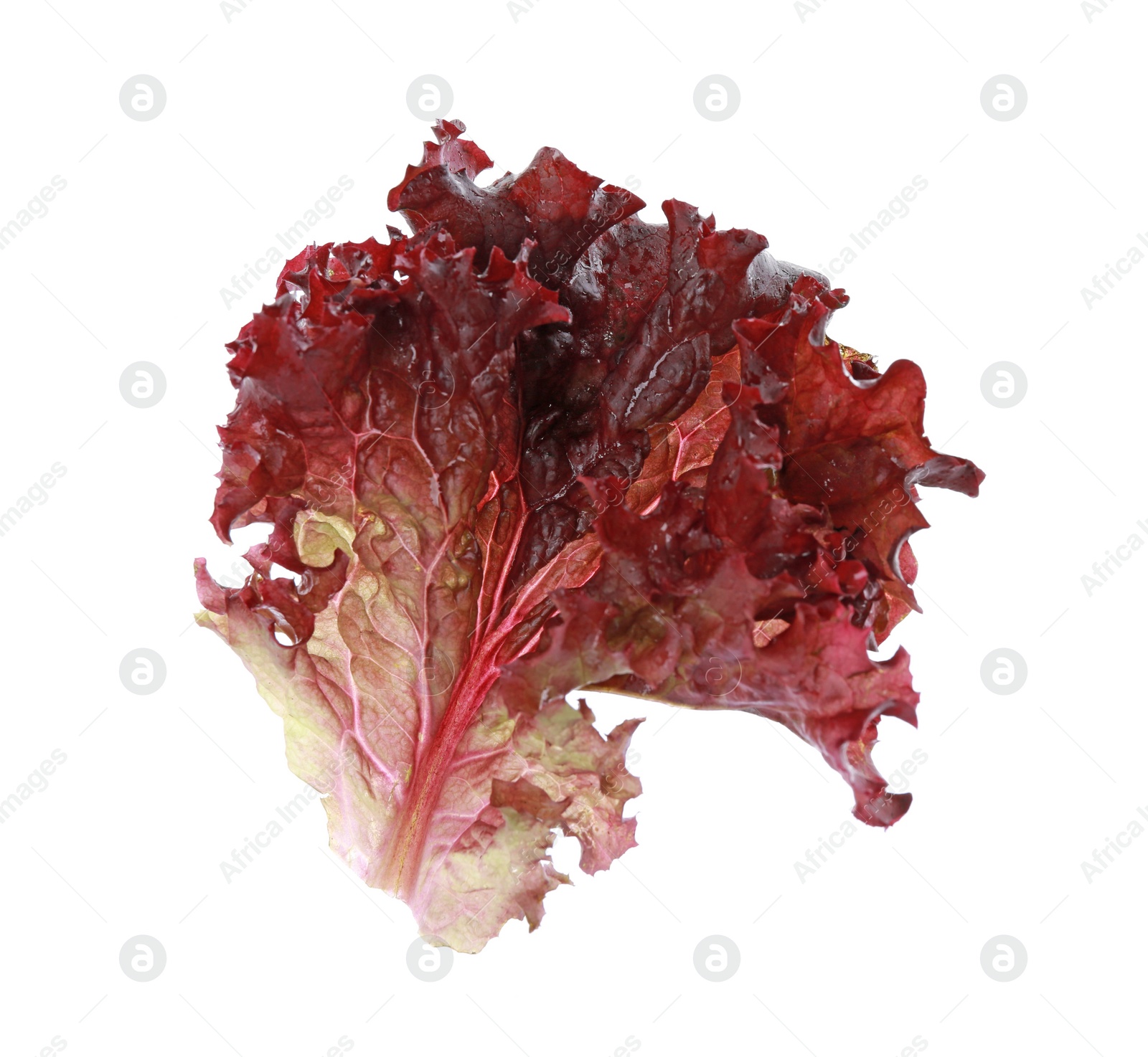 Photo of Leaf of fresh red coral lettuce isolated on white