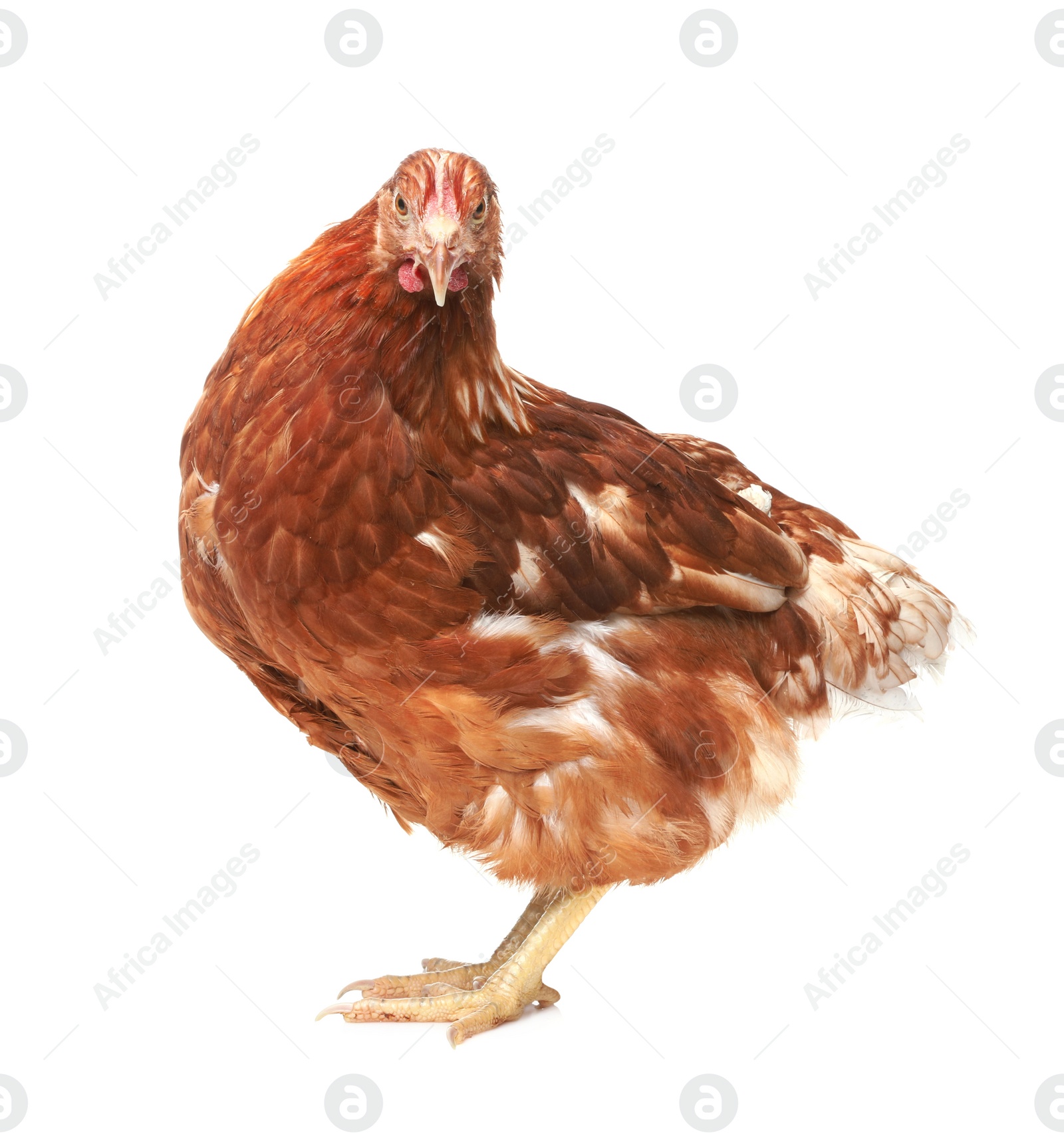 Photo of Beautiful chicken on white background. Domestic animal