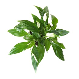 Pot with Spathiphyllum home plant on white background, top view