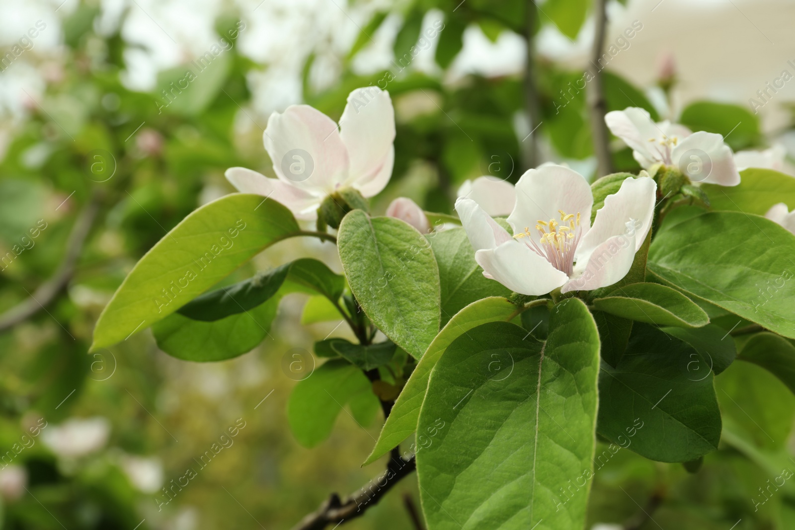 Photo of Blossoming quince tree outdoors, closeup view. Springtime