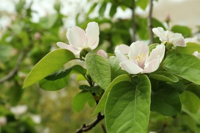 Blossoming quince tree outdoors, closeup view. Springtime