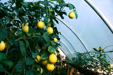 Photo of Tree branches with green leaves and unripe lemons in greenhouse