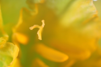 Photo of Beautiful yellow Gladiolus flower as background, macro view