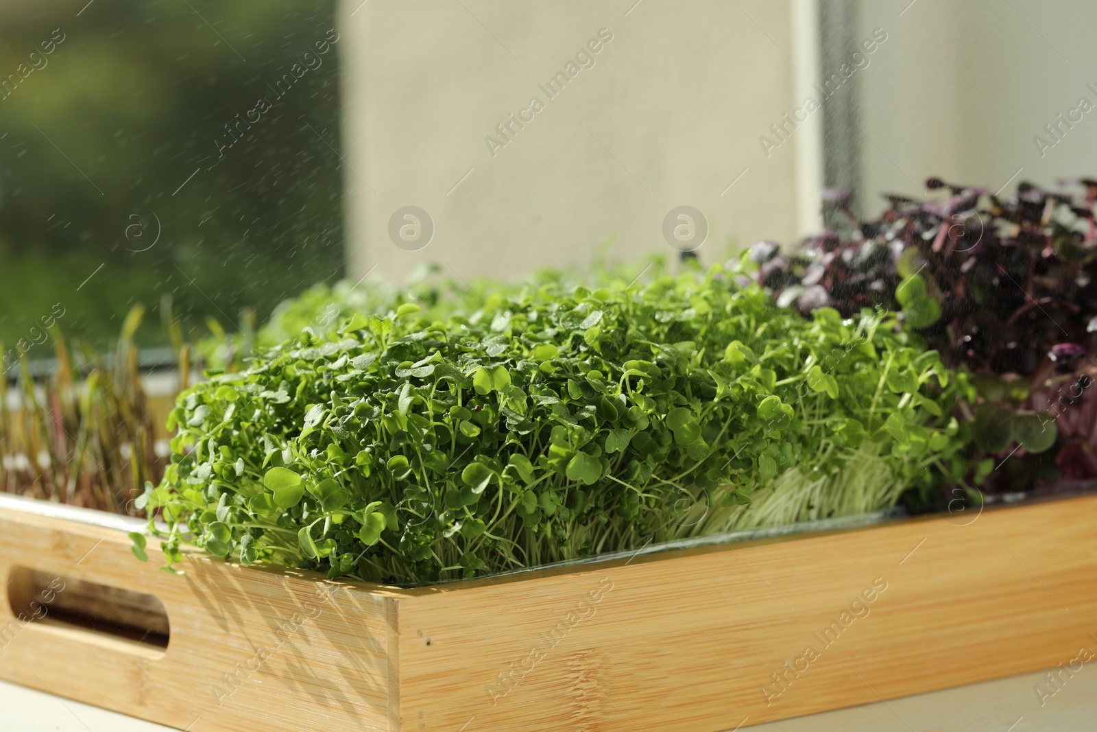 Photo of Different fresh microgreens in wooden crate on windowsill indoors