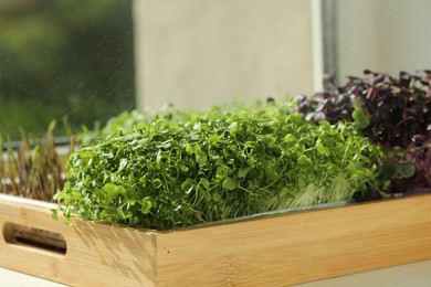 Photo of Different fresh microgreens in wooden crate on windowsill indoors