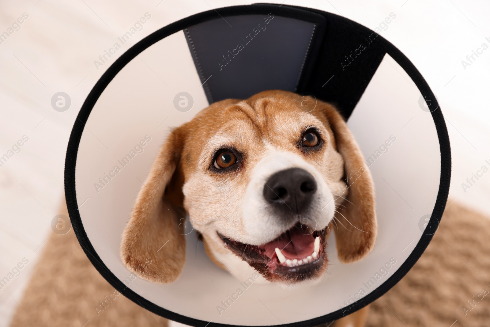 Photo of Adorable Beagle dog wearing medical plastic collar on light background, above view