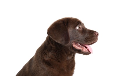 Photo of Cute chocolate Labrador Retriever puppy on white background