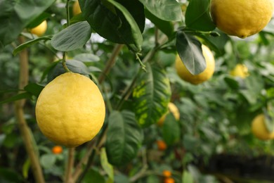 Photo of Lemon tree with ripe fruits in greenhouse, closeup. Space for text