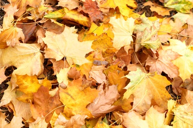 Photo of Pile of beautiful autumn leaves as background, top view