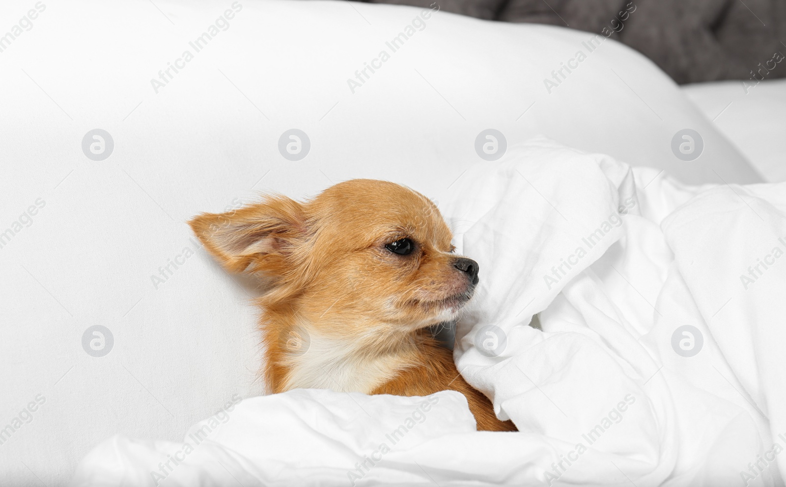 Photo of Cute small Chihuahua dog lying in bed