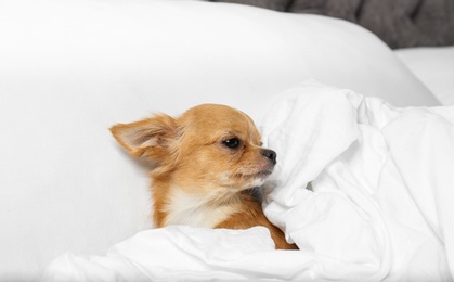 Cute small Chihuahua dog lying in bed