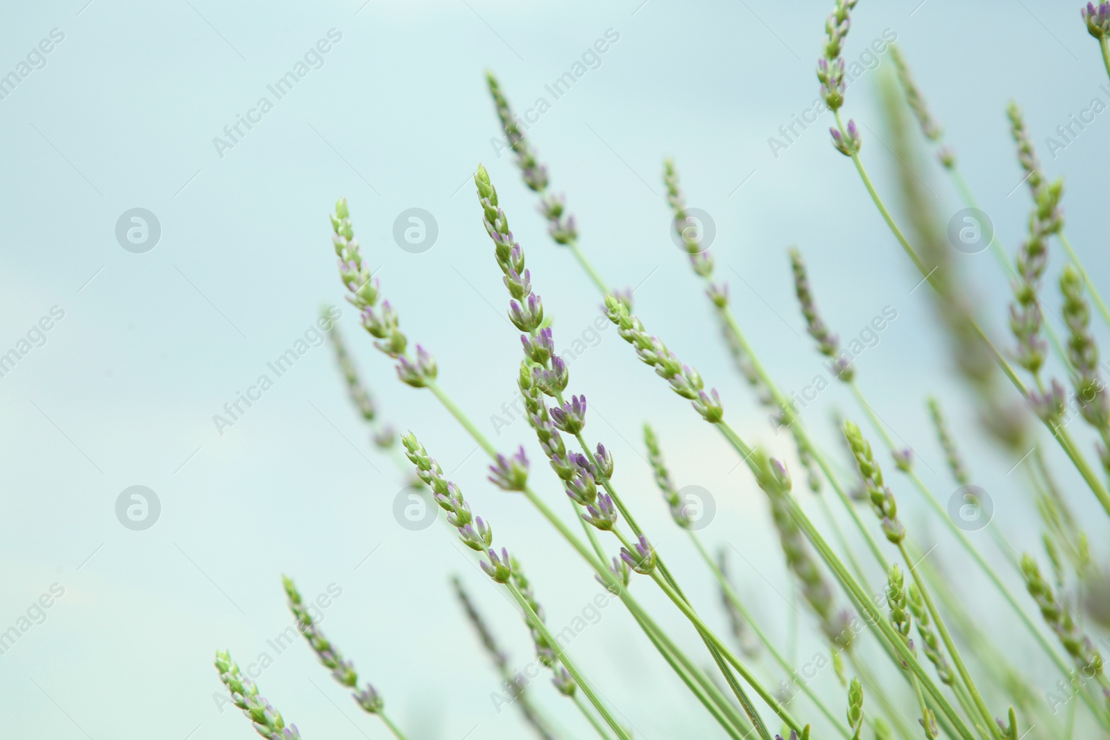Photo of Beautiful lavender against blue sky, closeup view