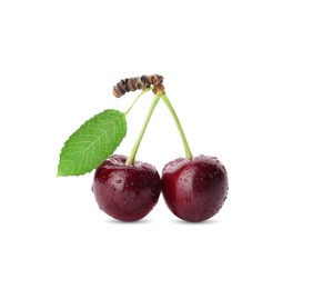 Ripe sweet cherries with water drops isolated on white