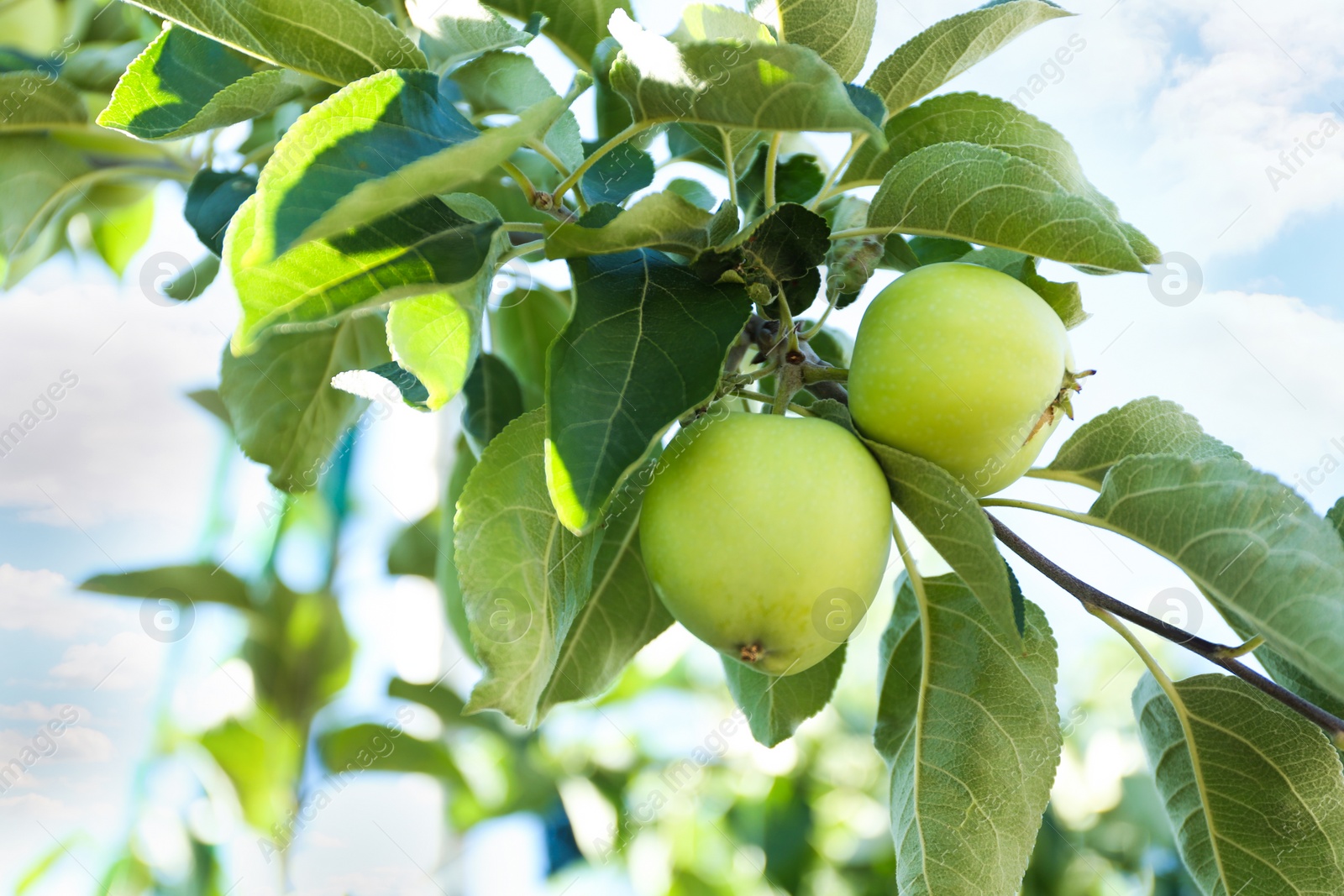 Photo of Apple tree branch with green fruits outdoors