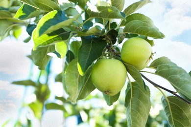 Photo of Apple tree branch with green fruits outdoors