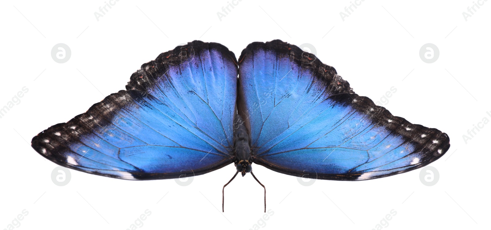 Photo of Beautiful common morpho butterfly isolated on white