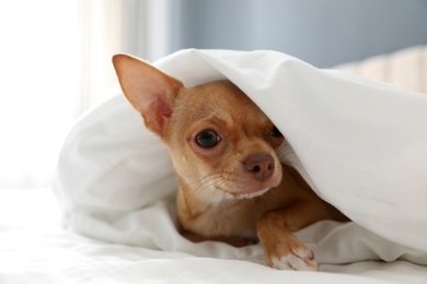 Cute Chihuahua dog under blanket at home, closeup