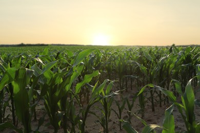 Photo of Beautiful agricultural field with green corn plants on sunny day