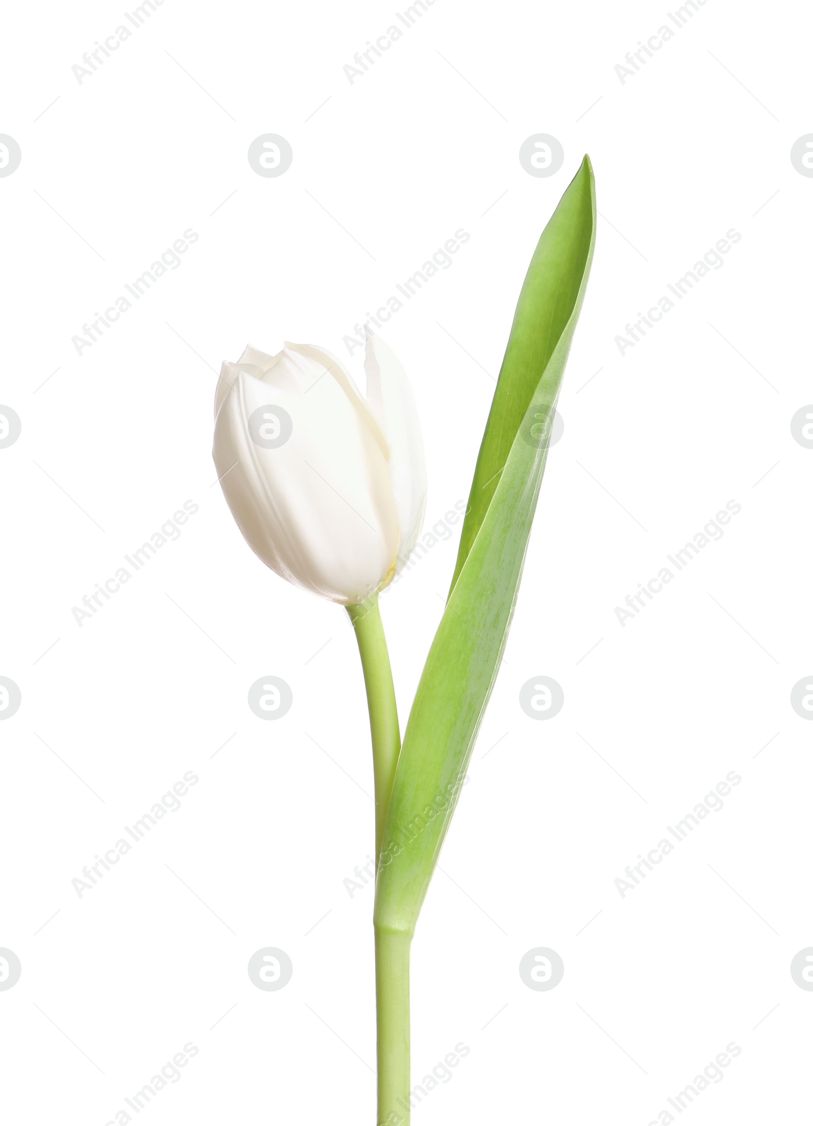 Photo of One beautiful delicate tulip isolated on white