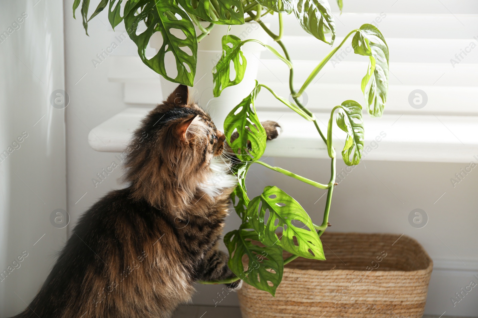 Photo of Adorable cat playing with houseplant at home