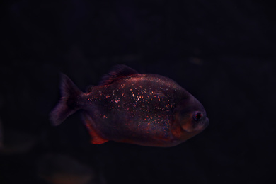 Shiny piranha fish swimming in dark aquarium