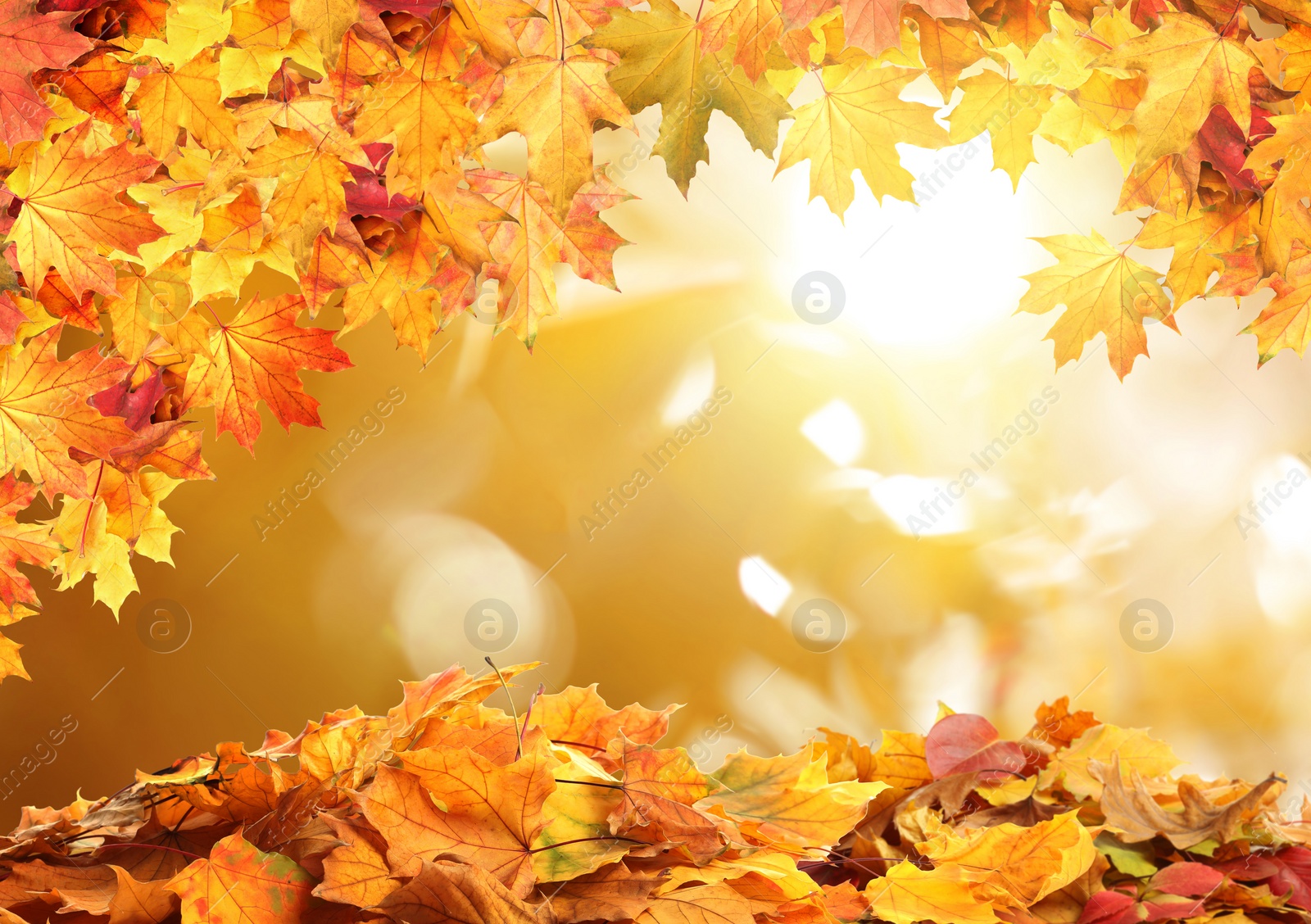 Image of Beautiful colorful autumn leaves on blurred background