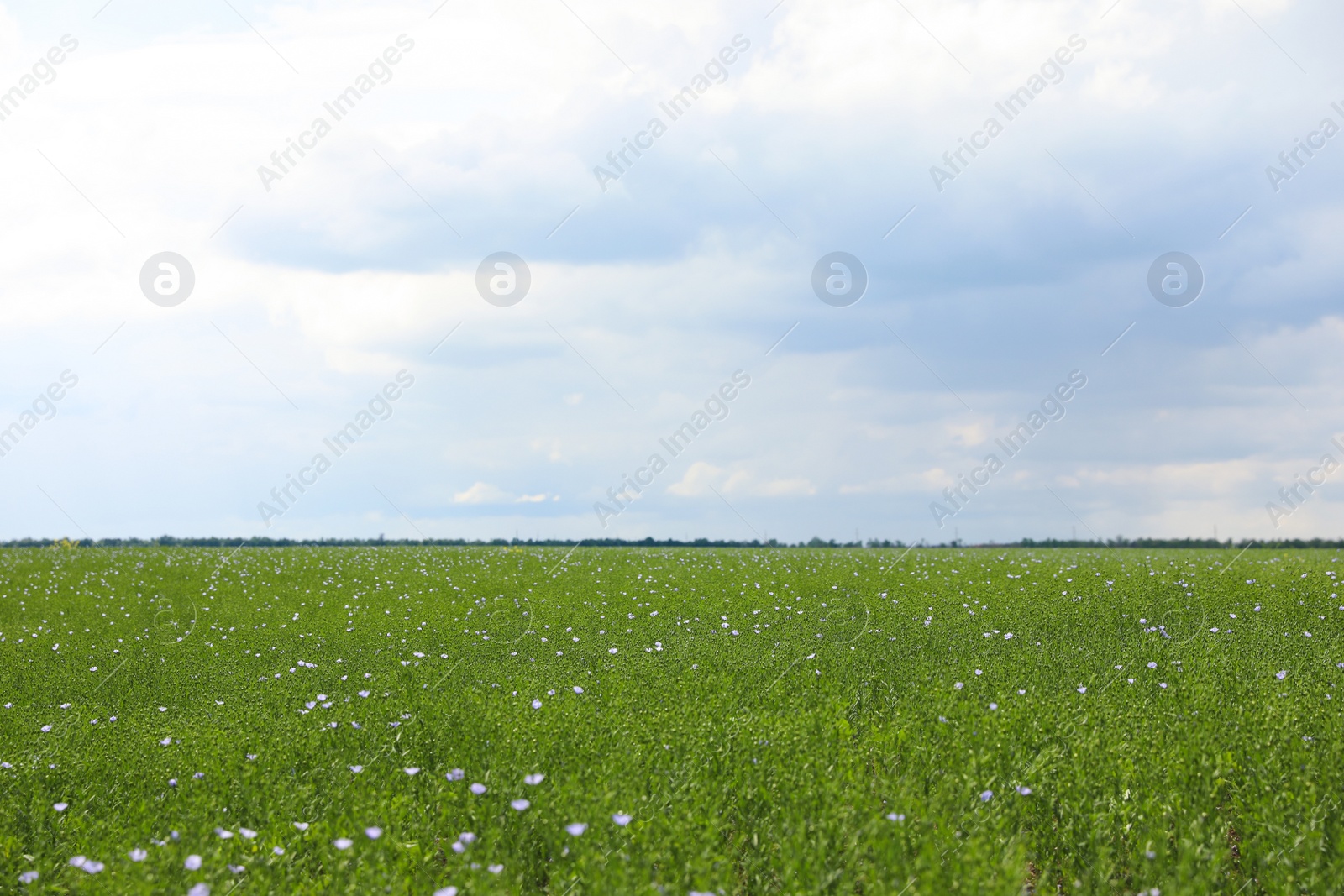 Photo of Picturesque view of beautiful blooming flax field