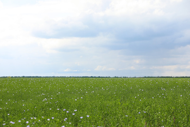 Photo of Picturesque view of beautiful blooming flax field