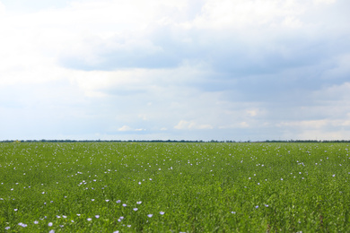 Picturesque view of beautiful blooming flax field