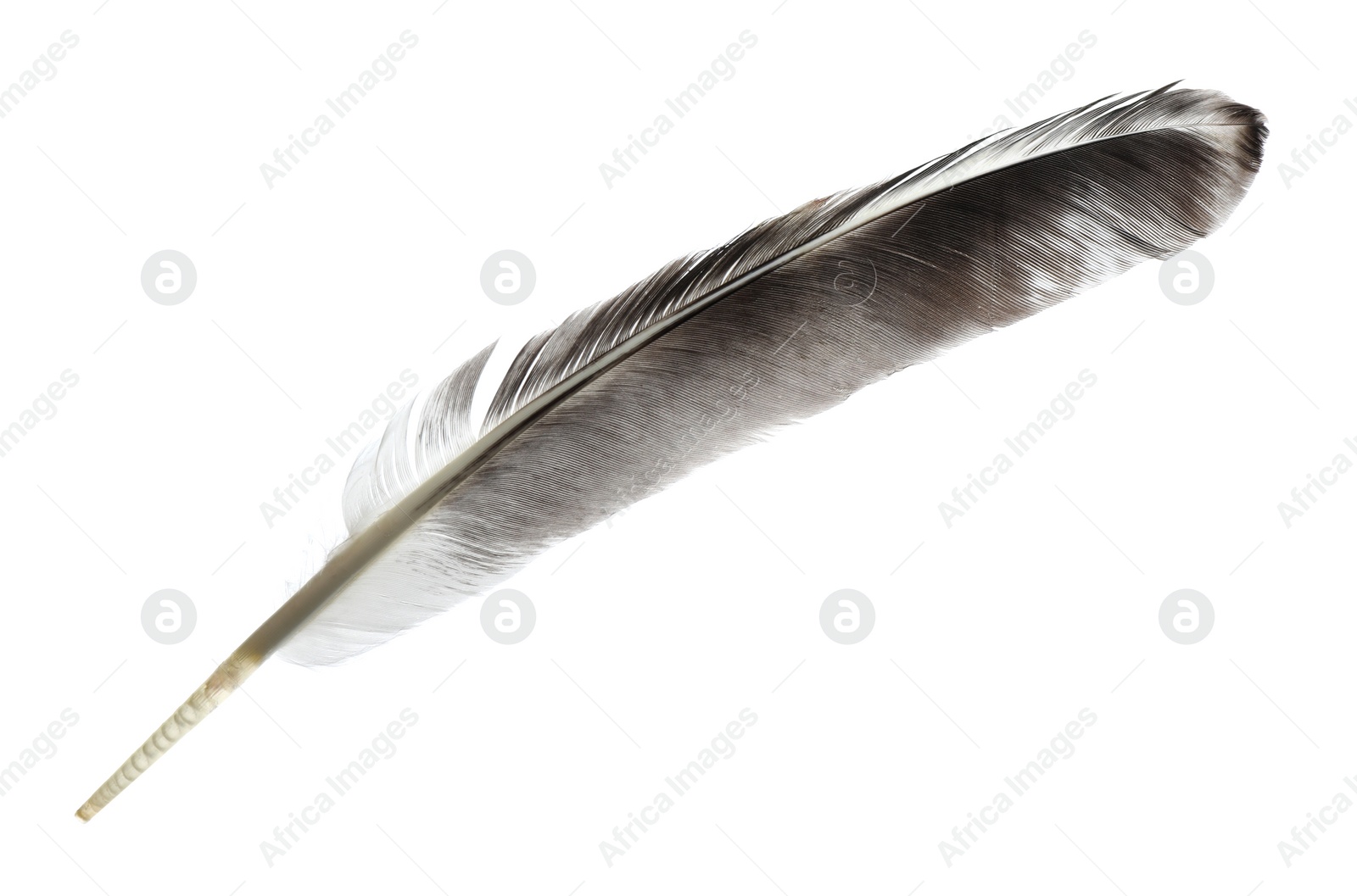 Photo of Beautiful grey bird feather isolated on white