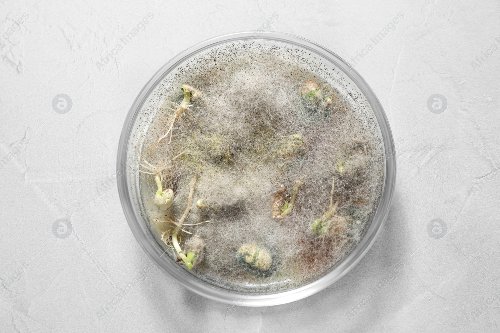 Photo of Germination and energy analysis of soybeans in Petri dish on light table, top view. Laboratory research