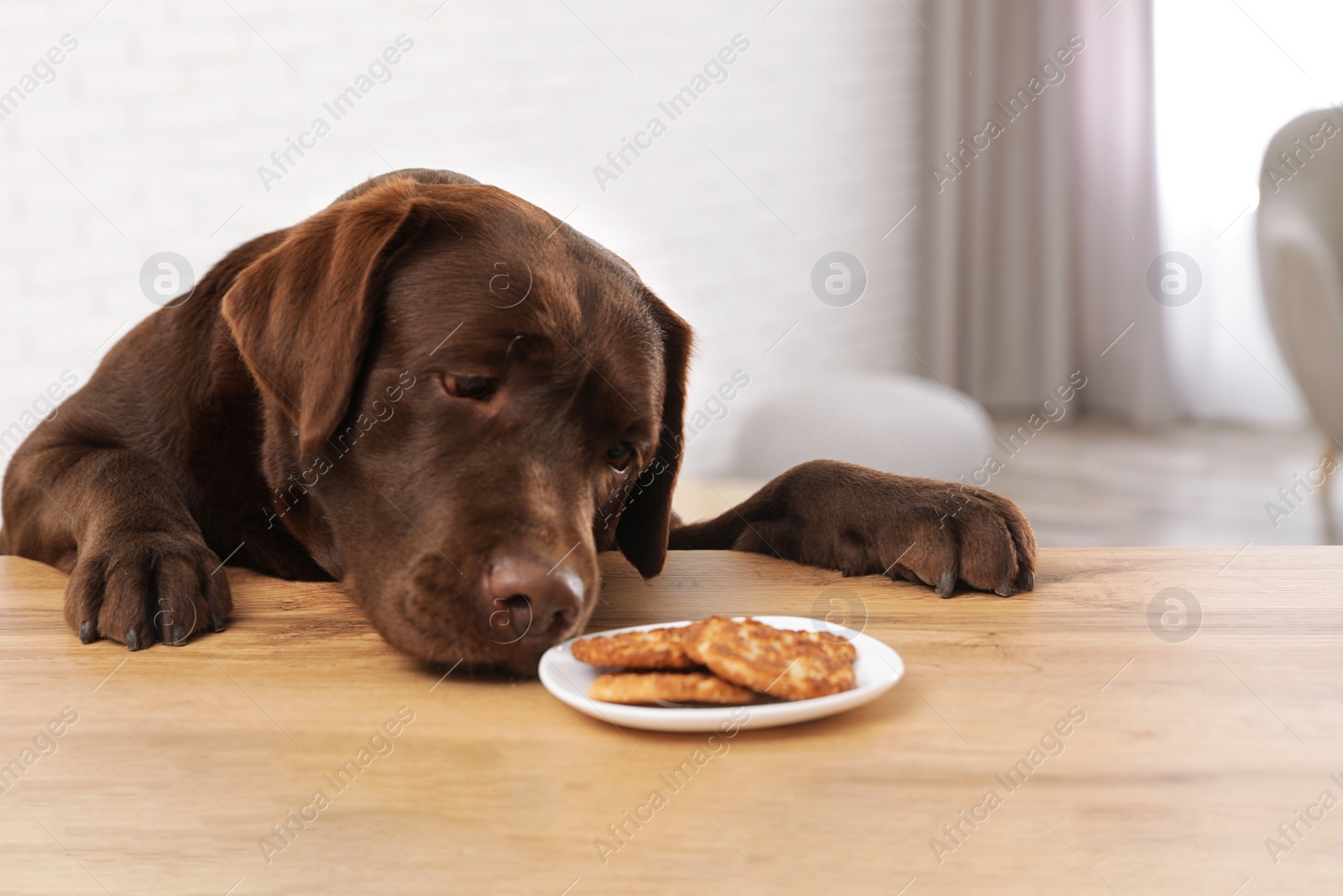 Photo of Chocolate labrador retriever at table with plate of cookies indoors