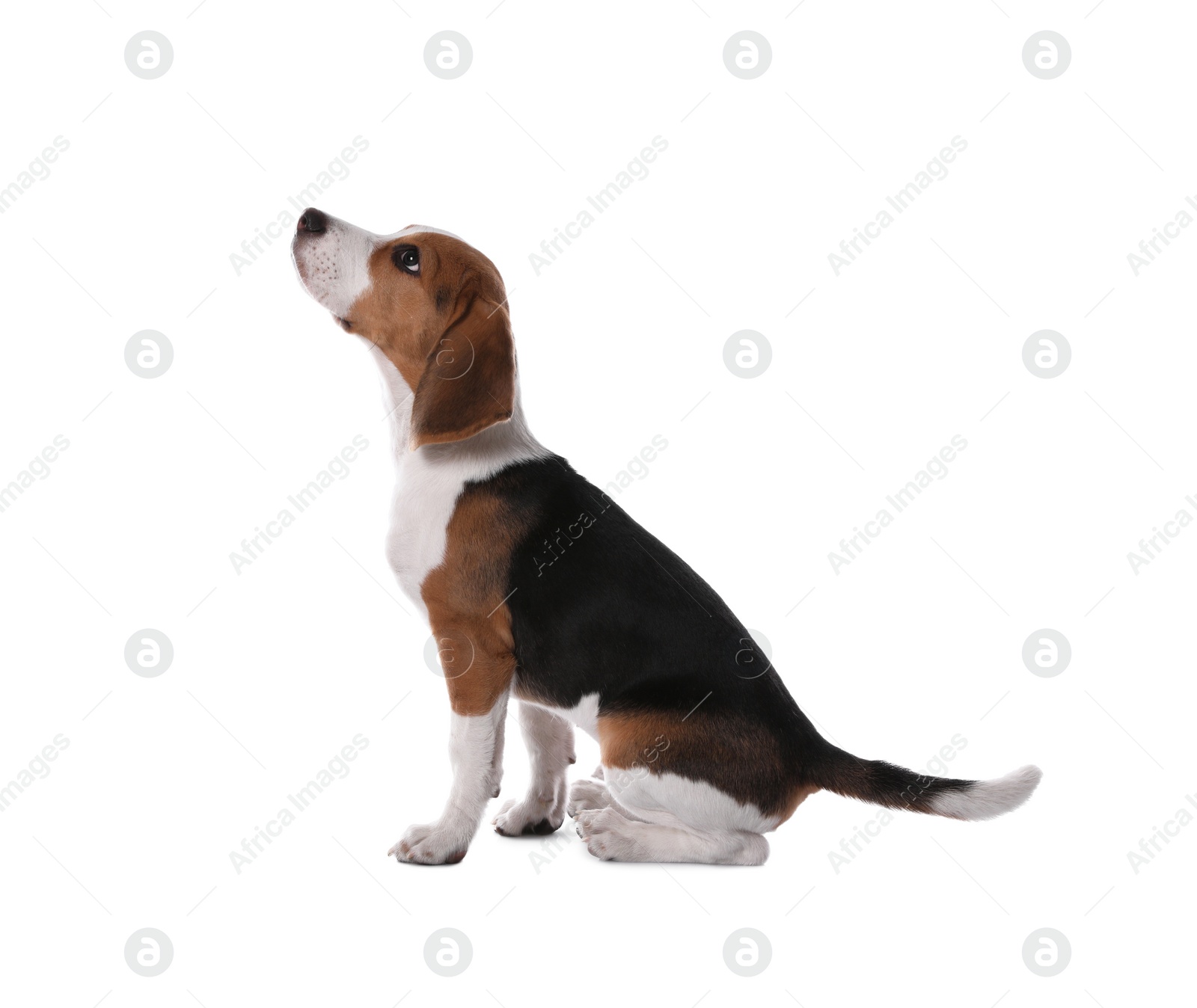 Photo of Cute Beagle puppy on white background. Adorable pet