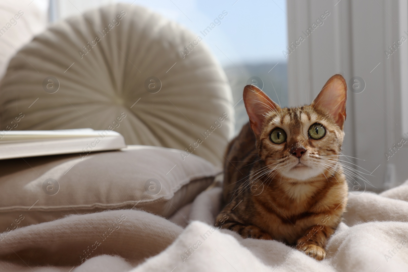 Photo of Cute Bengal cat lying on windowsill at home, space for text. Adorable pet