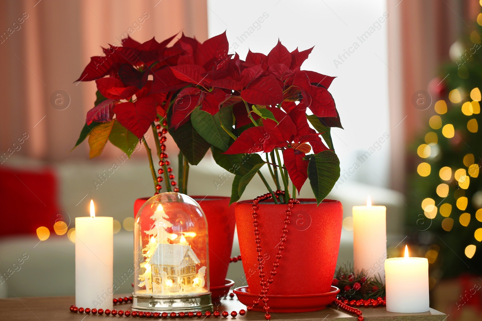 Photo of Potted poinsettias, burning candles and festive decor on wooden table in room. Christmas traditional flower