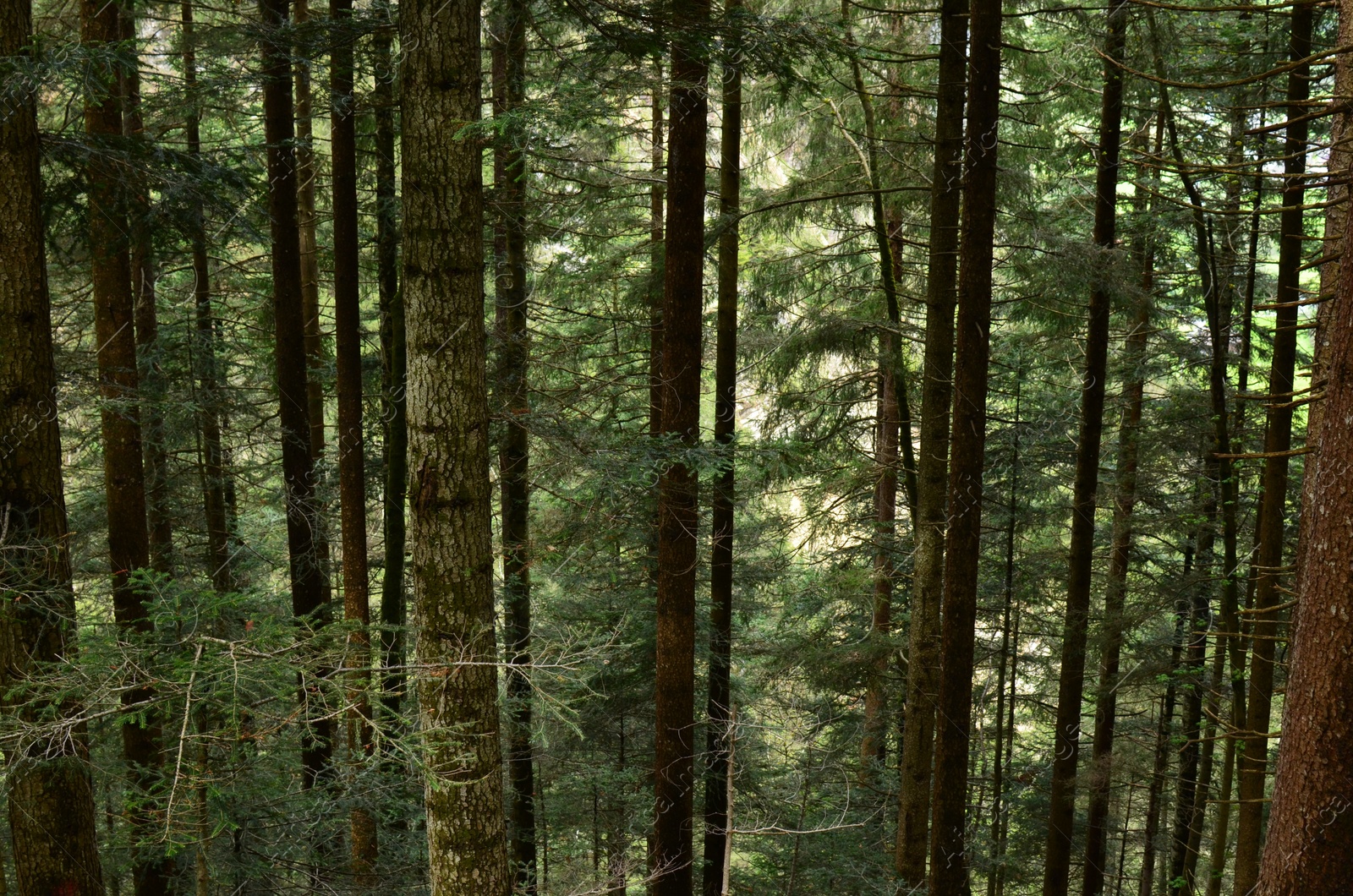 Photo of View of tall green trees in forest